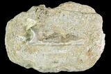 Enchodus Bone Section - Cretaceous Fanged Fish #111593-1